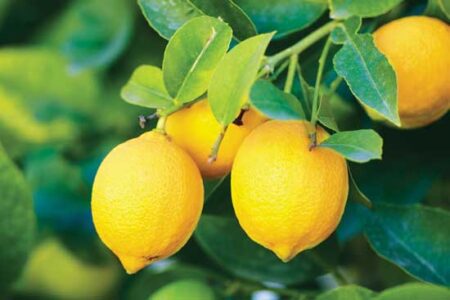 The Benefits of Lemon Essential Oil